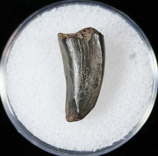 Partial Tyrannosaur Tooth - Montana #14777